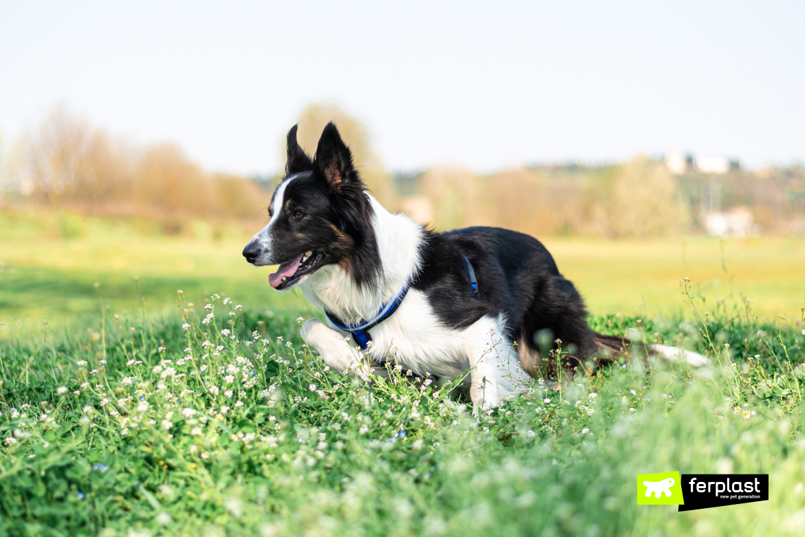 Border Collie runs on the grass with Ferplast harness