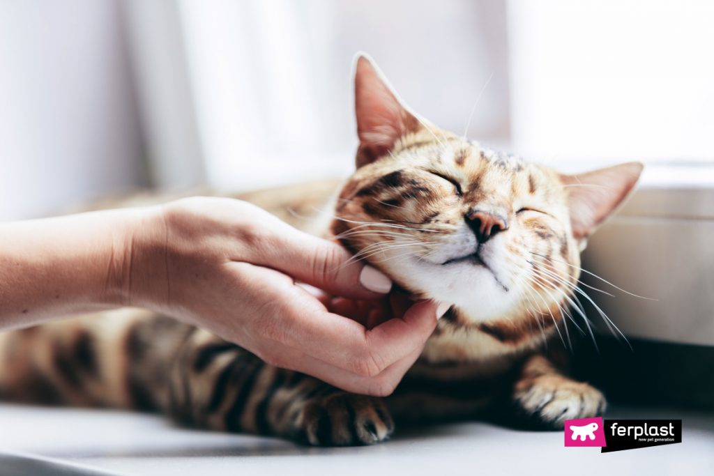 Il Calore Nel Gatto Quando Avviene E Quanto Dura