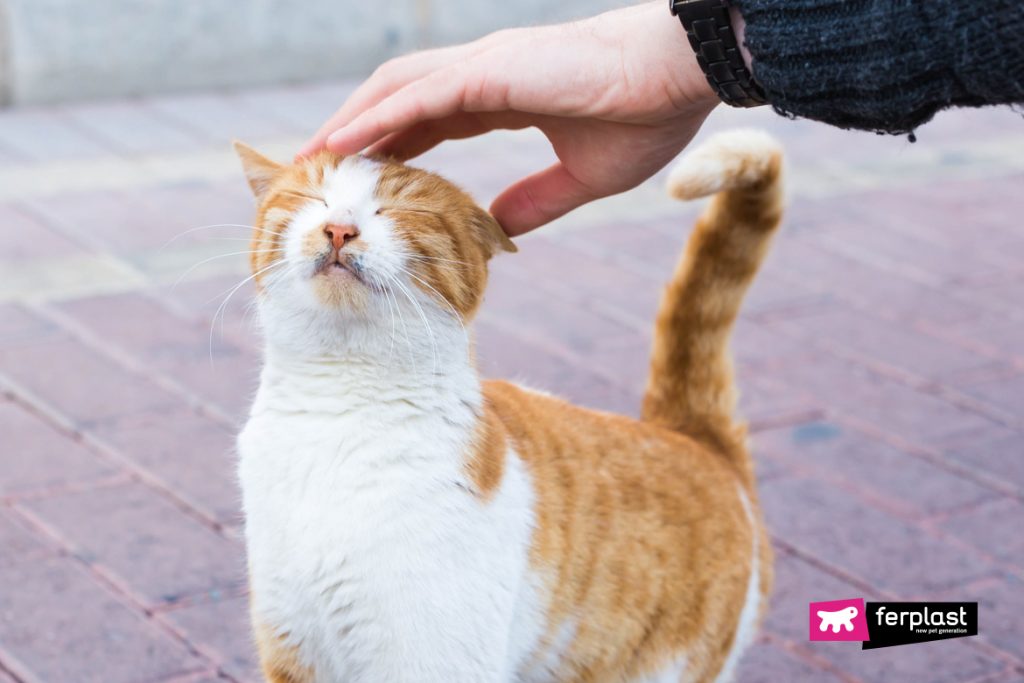 Il Calore Nel Gatto Quando Avviene E Quanto Dura