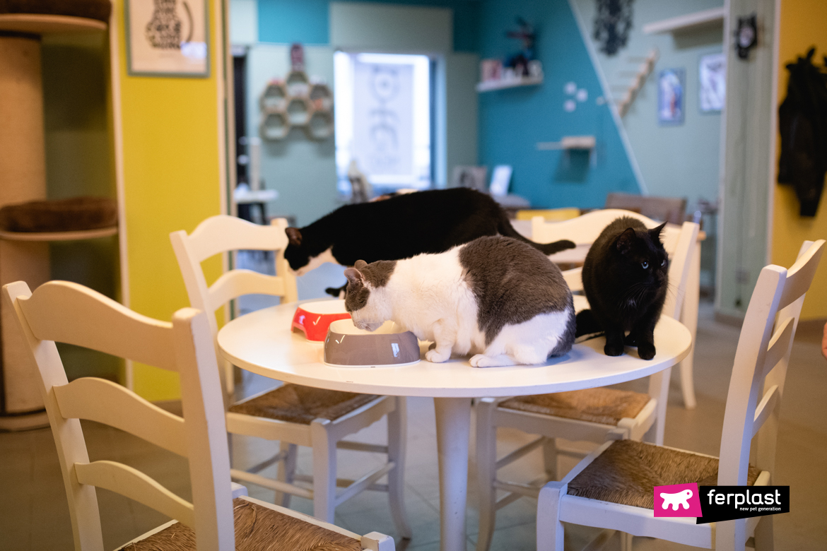 Gatti mangiano all'interno di un cat cafè