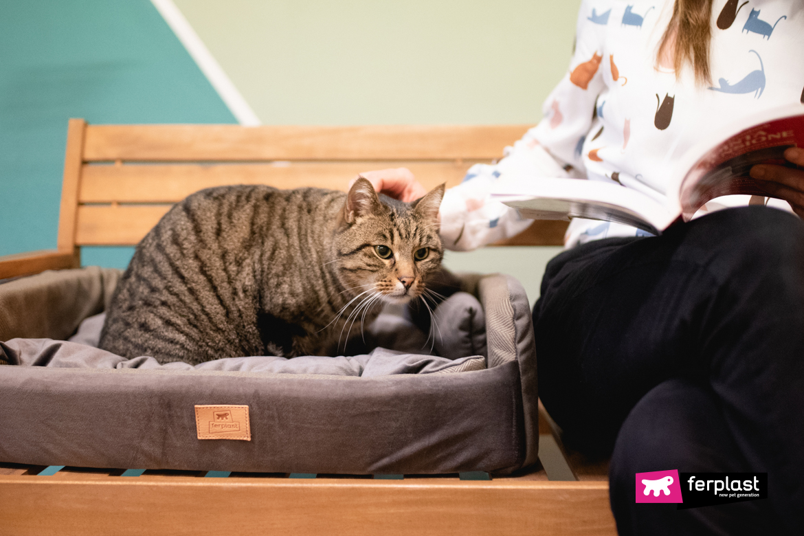 Cliente legge in un cat cafè con gatto accanto