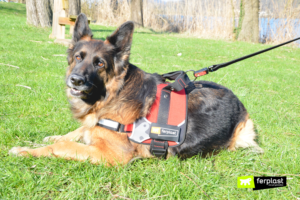 German Shepherd on the grass with Ferplast harness