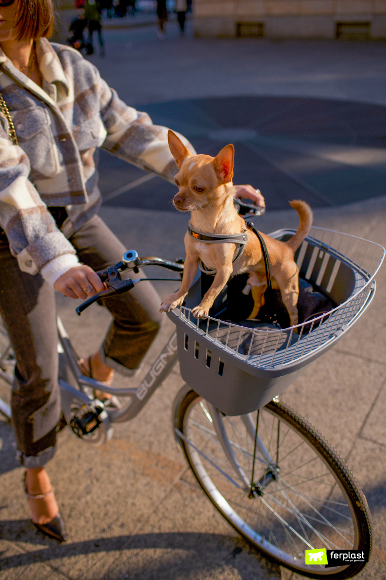 Cycling with dog