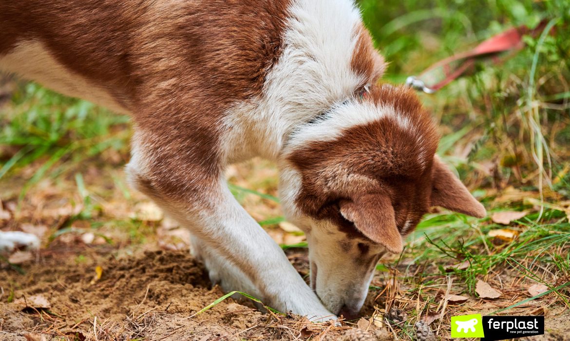 il cane scava buche in giardino ferplast