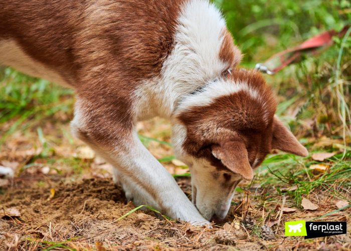 Why does the dog dig holes in the garden? Cause & solution