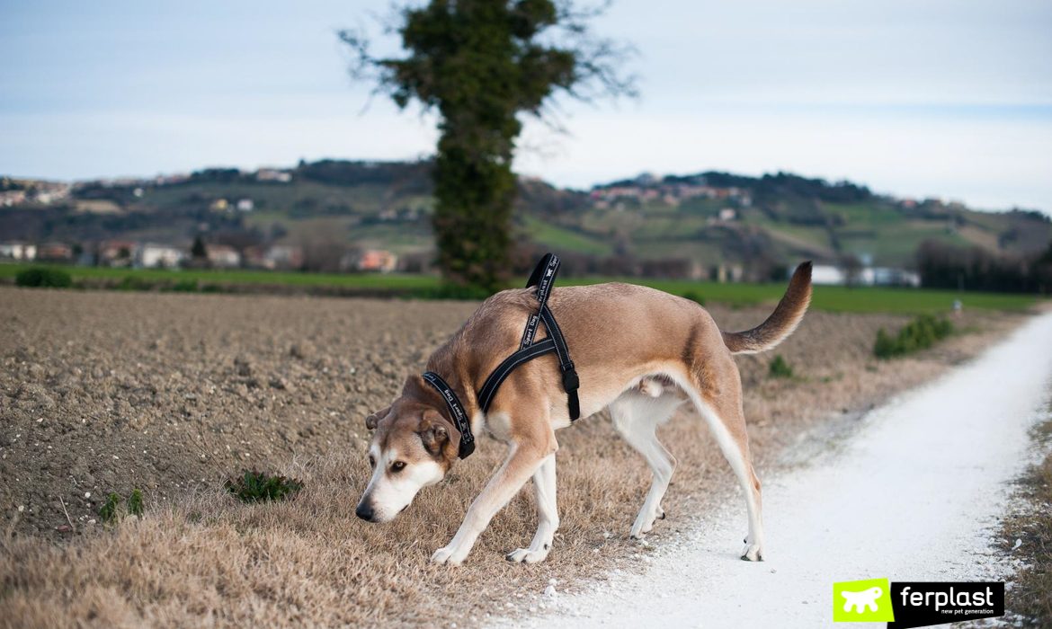 Cão andando com arnês Ferplast
