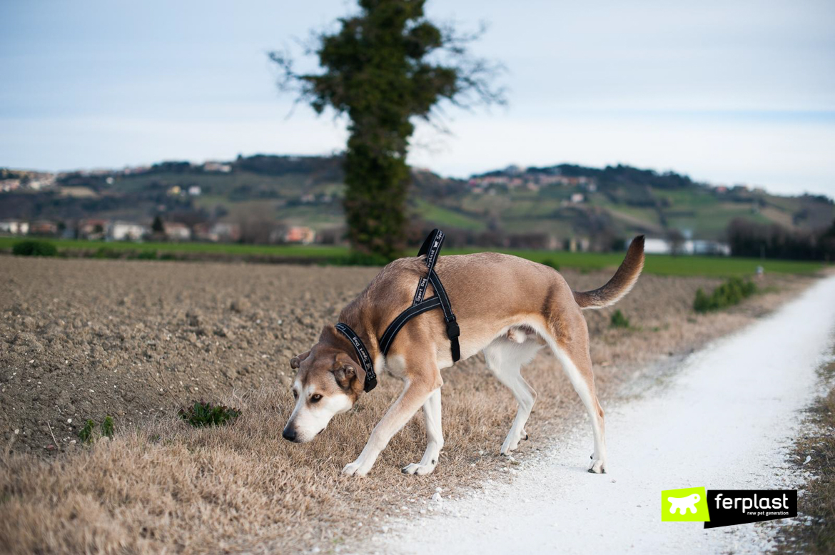 Cane in passeggiata con pettorina Ferplast