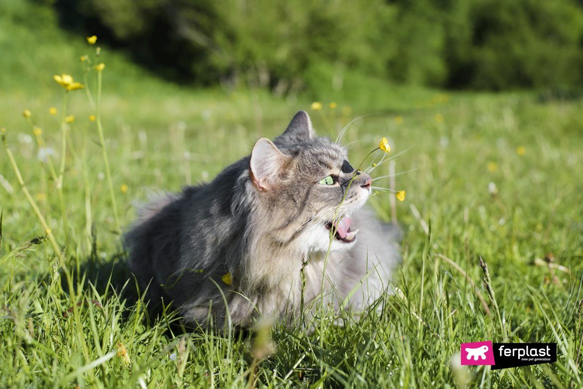 Gato alérgico que arranha perde pelo