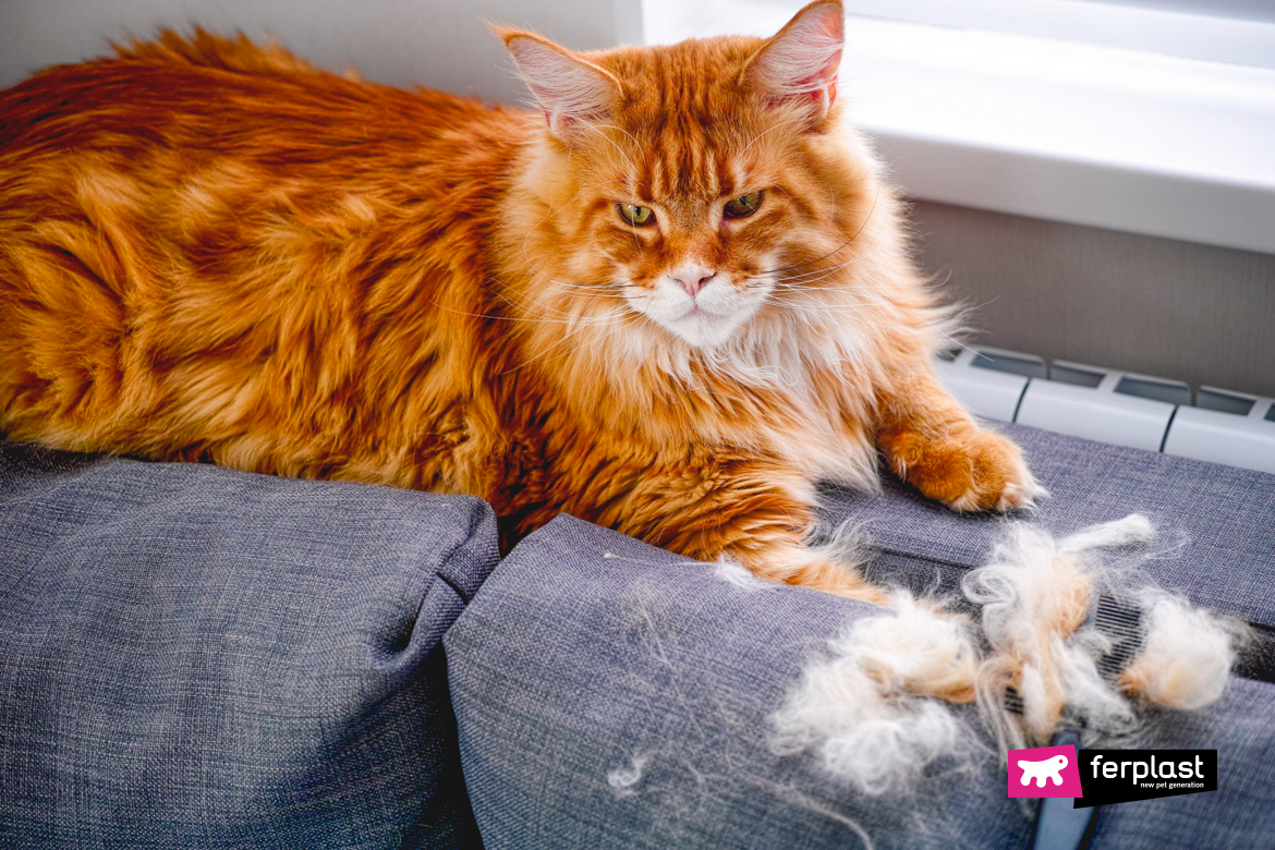 gatto che perde chiazze di pelo sul divano