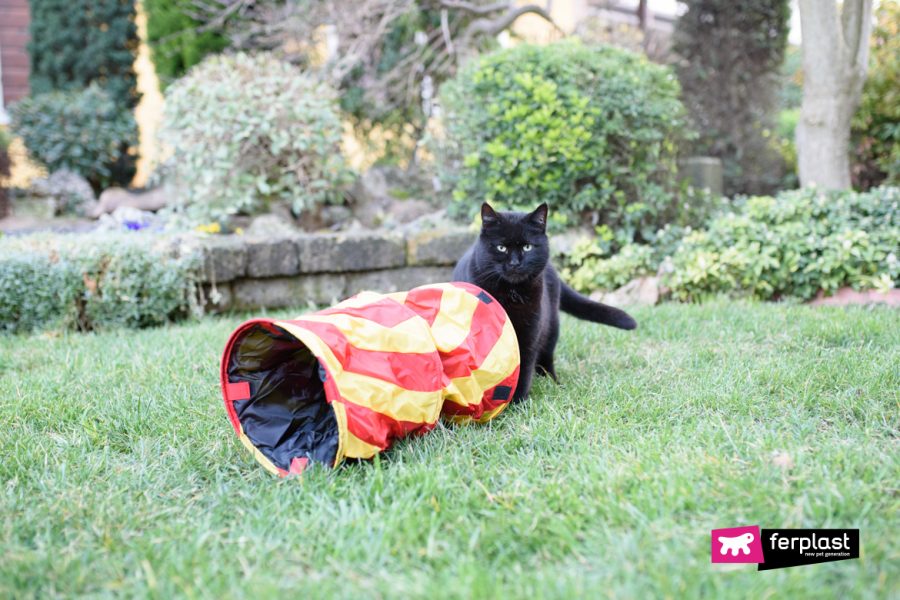 gatto nero che gioca con giochi da esterno ferplast in giardino