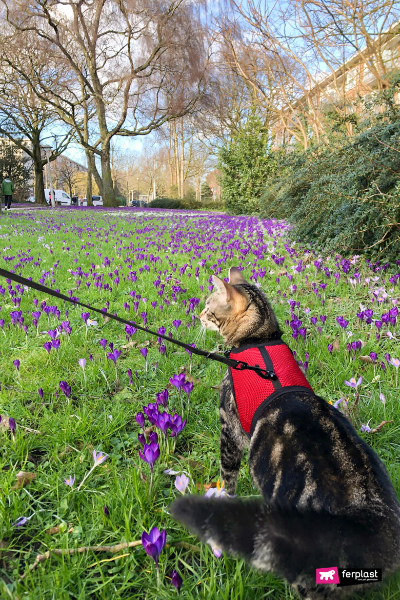 o gato passeia por um prado florido com guia Ferplast