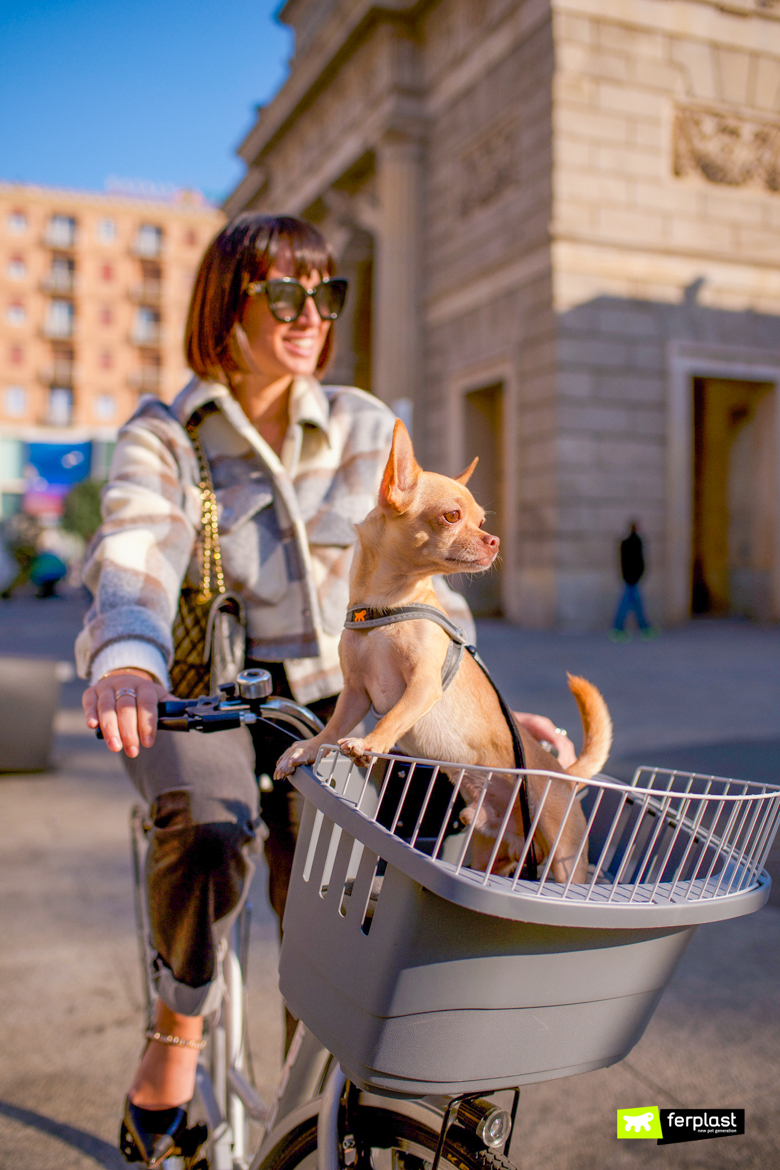 how to take dog on bike ride