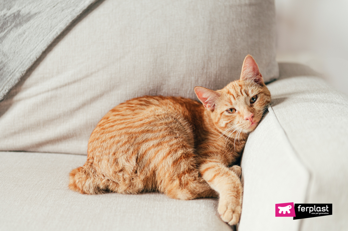 O gato ruivo descansa no sofá
