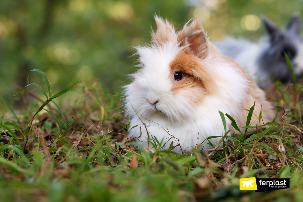 10 modi per aiutare il coniglio a sopportare il caldo – Addestrare Conigli