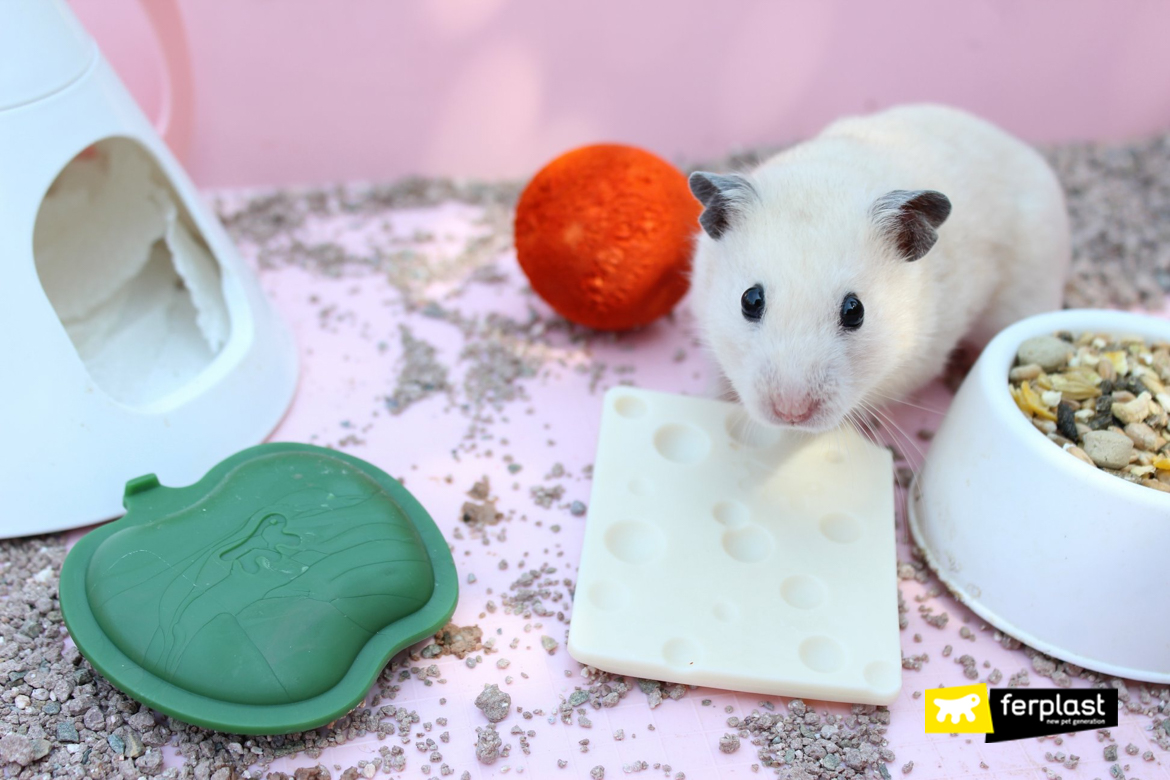 Hamster come brinquedo dental ferplast para sua saúde dental