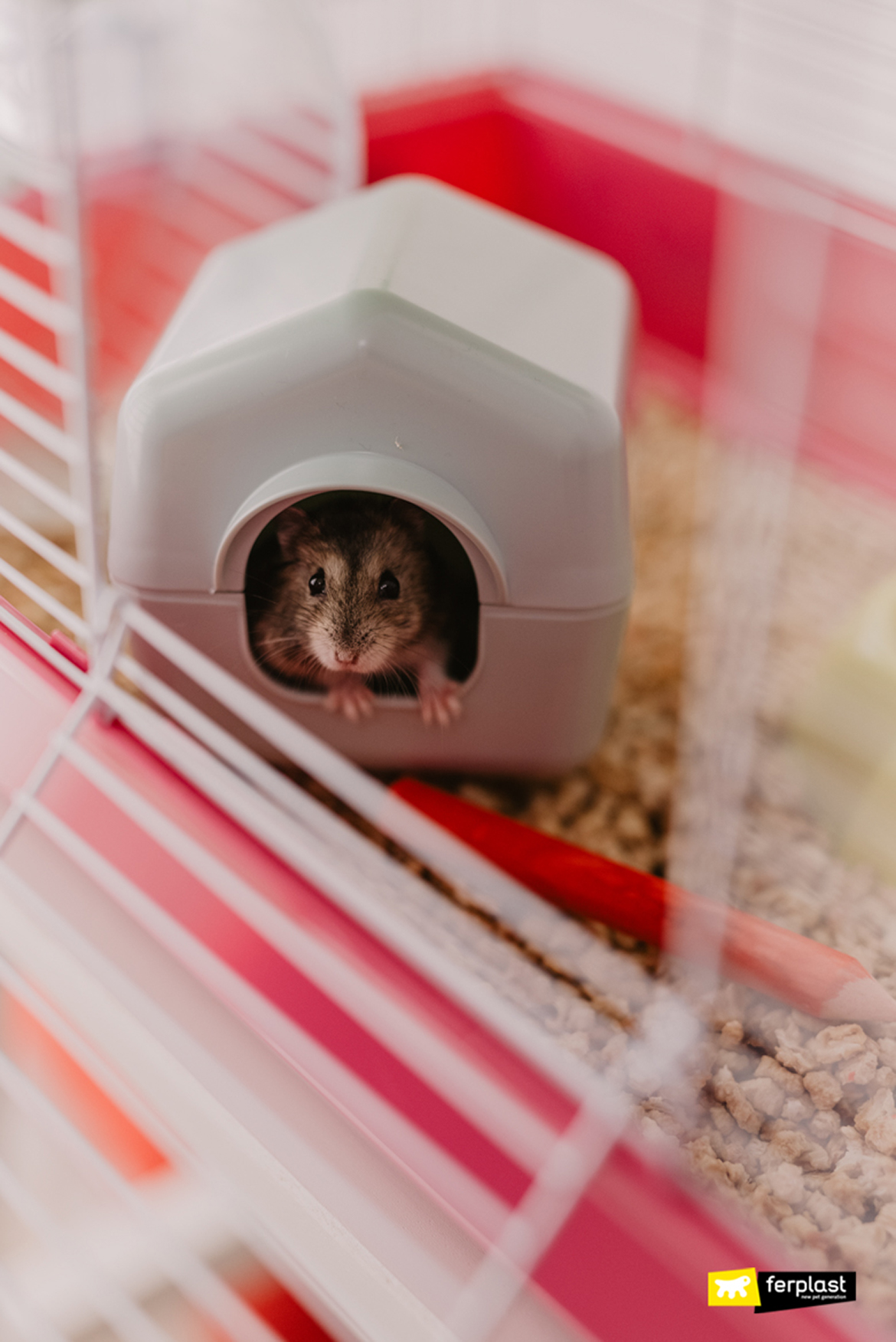 Hamster dentro de sua casa ferplast