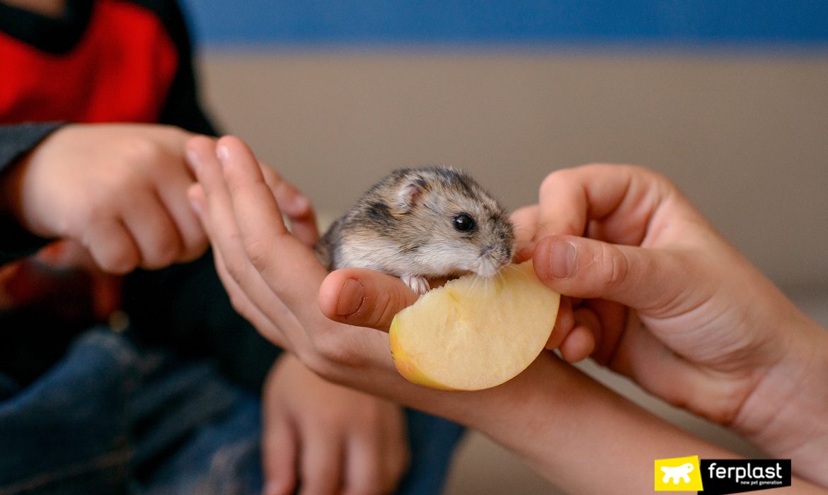 Hamster comendo uma maçã