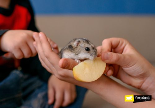 Criceto che mangia una mela