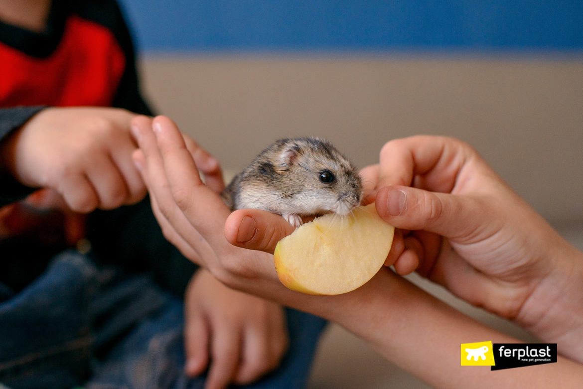 Hamster comendo uma maçã