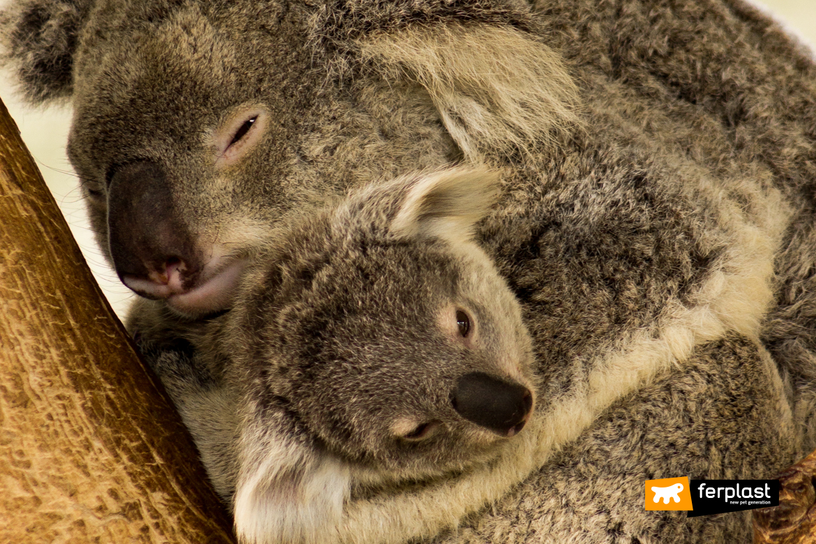 mamma koala con cucciolo
