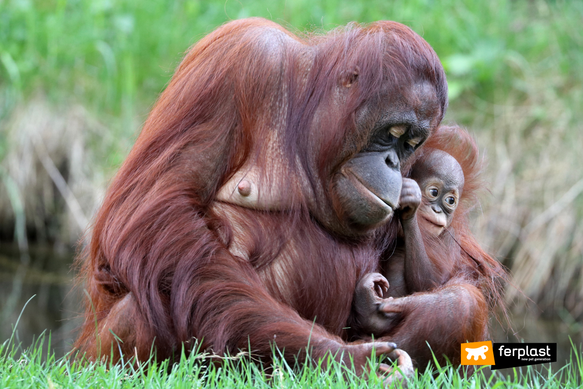 mamma orangotango con cucciolo