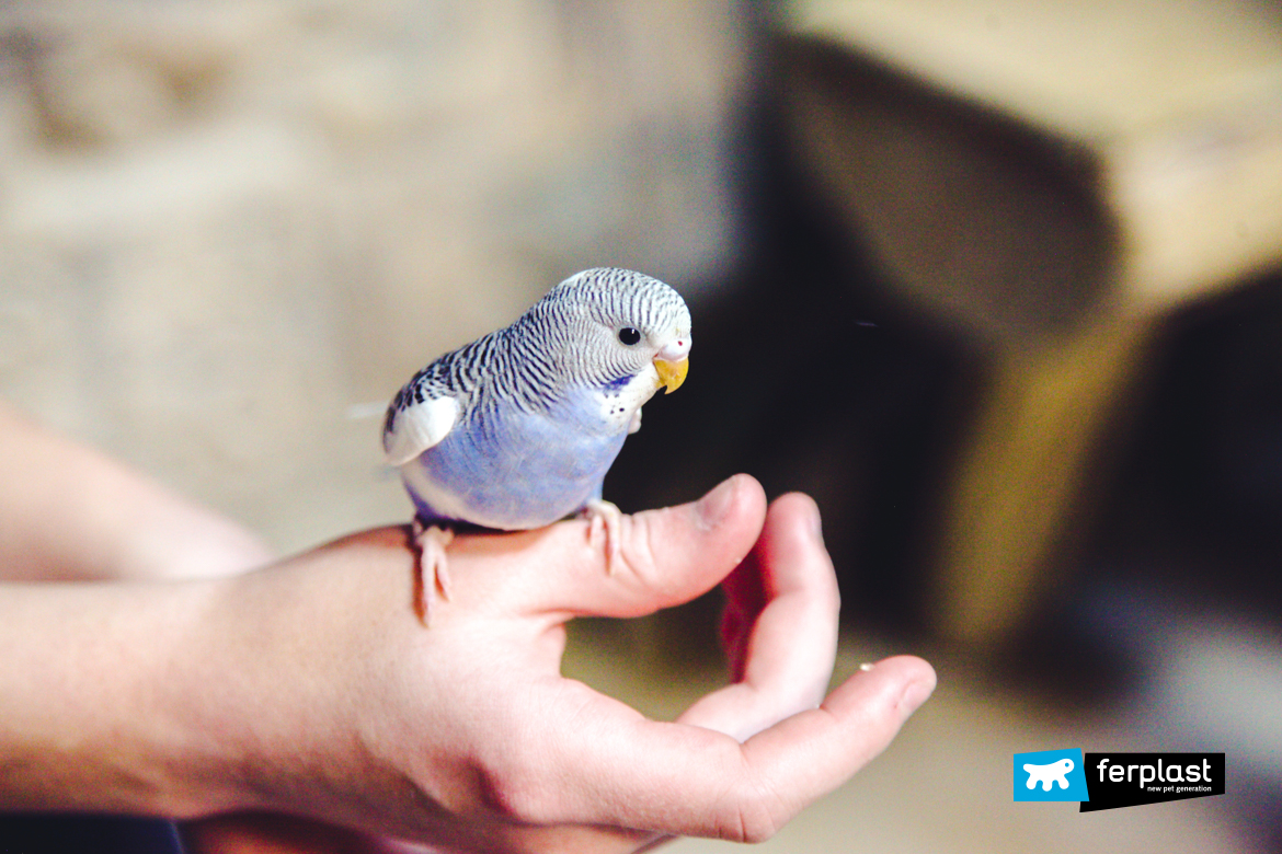 uccello colorato nella mano del pet parent