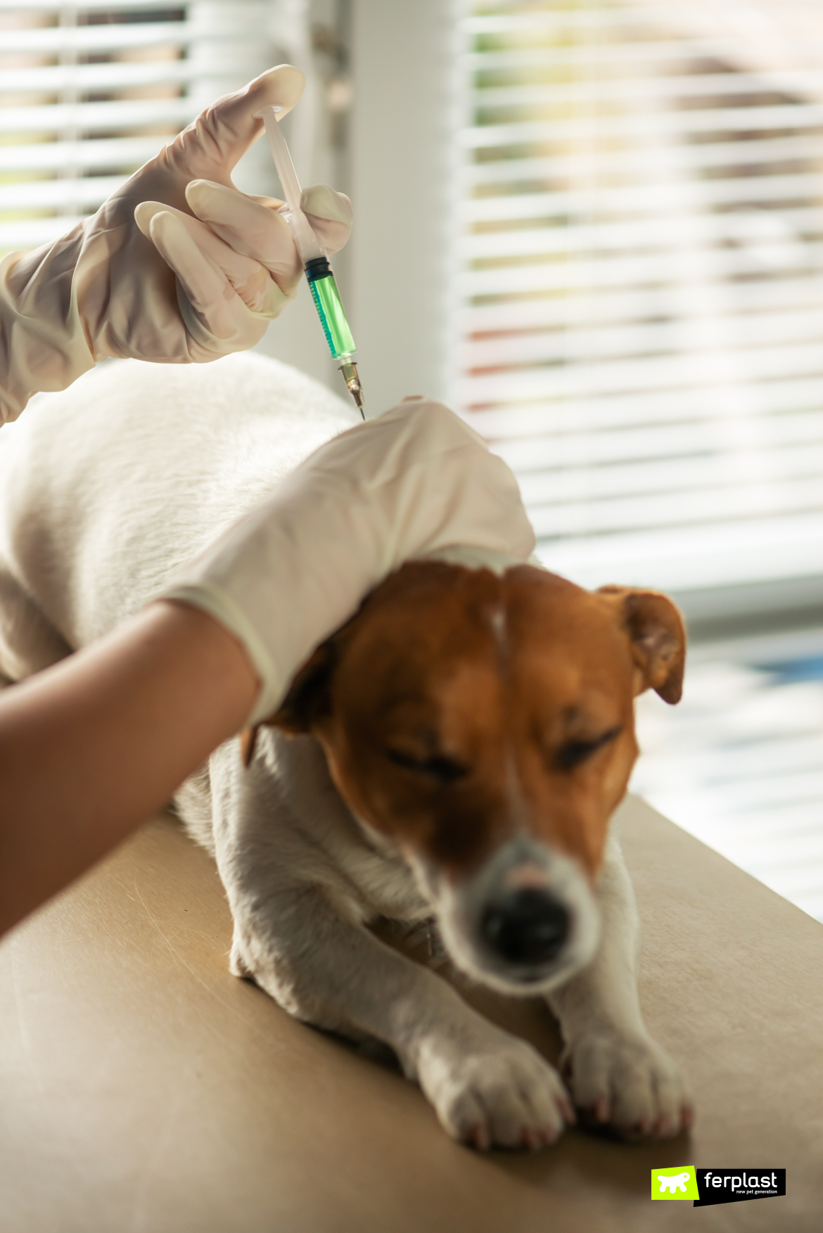 Vaccini per cani obbligatori per legge