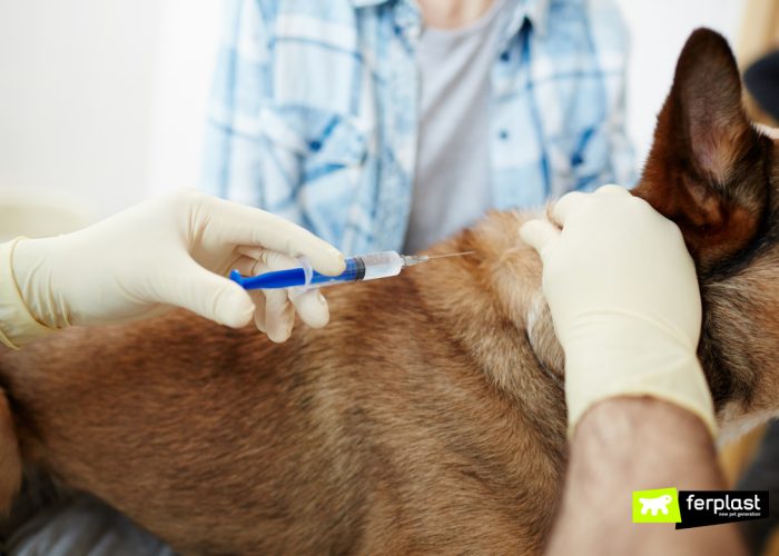 DOG VACCINATIONS REQUIRED BY LAW