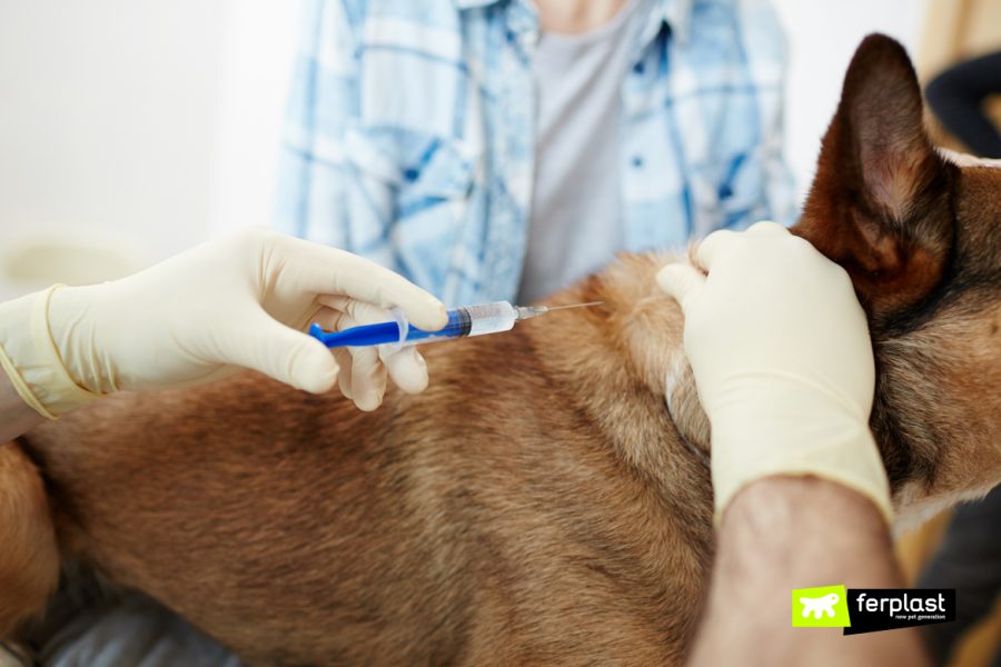 veterinario fa una puntura al cane per malattie