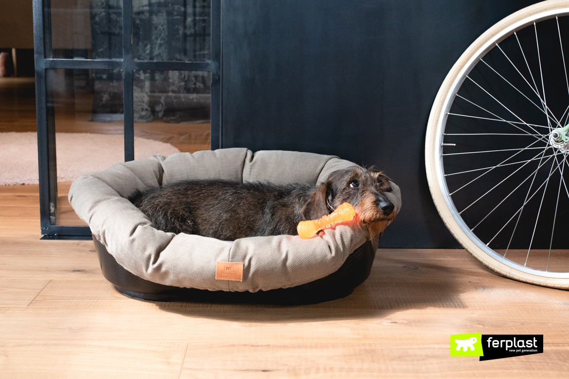 dog on his bed