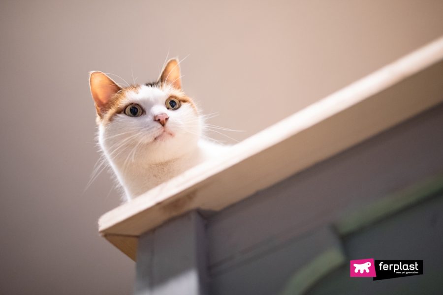 HOW TO NAME YOUR CAT