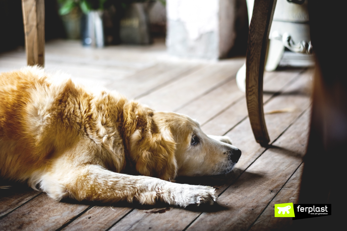 Golden Retriever Dog Laying on The Wooden Floor