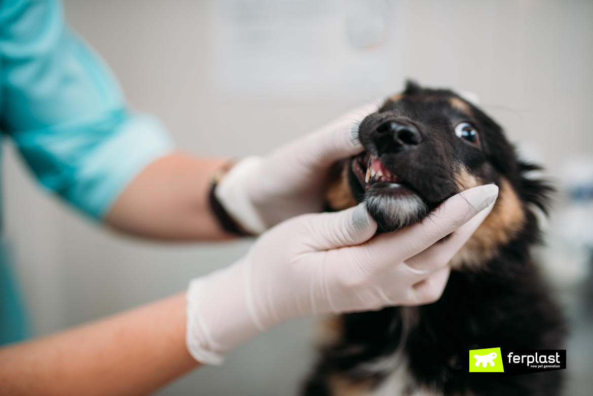 veterinário-examina-os-dentes-do-cão