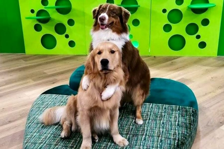 Due cani alla Casa pet friendly Salone del Mobile Milano