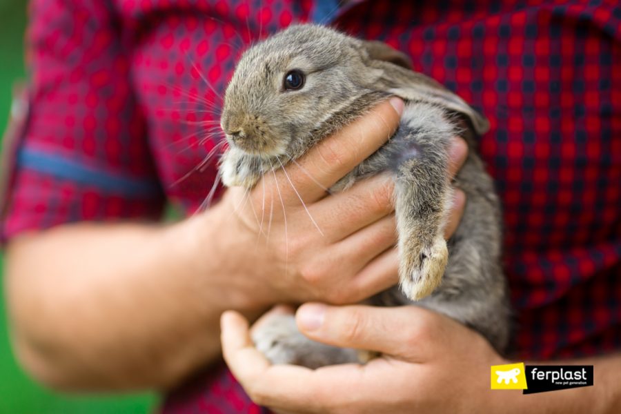 rabbit-animals-and-people