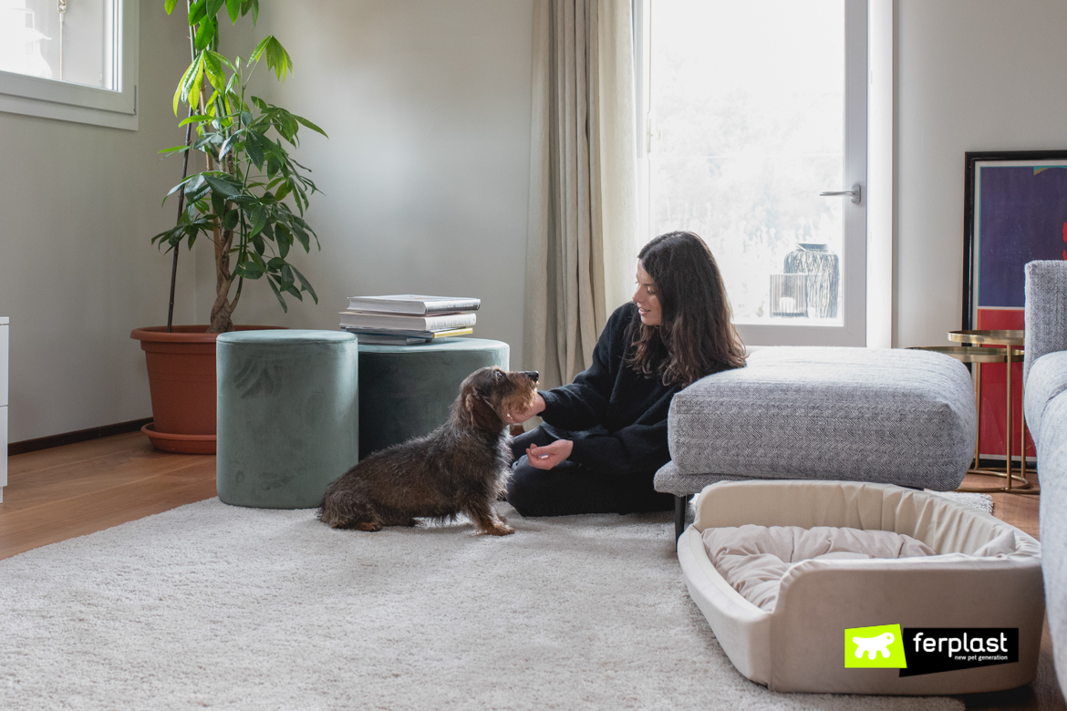 relação entre cães e homens