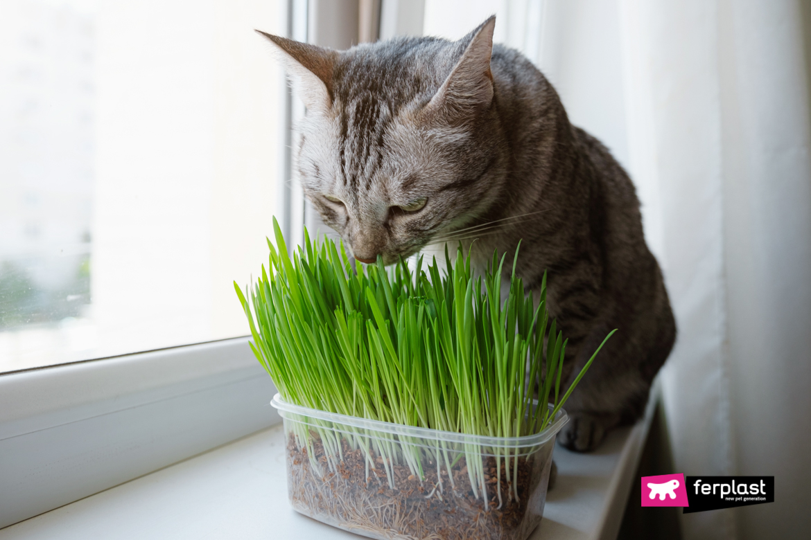 grey cat eating fresh green grass