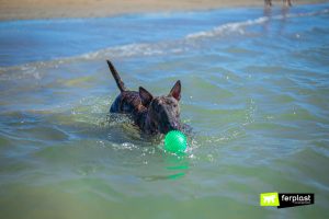 Consigli Per La Toelettatura Del Cane Prima Delle Vacanze