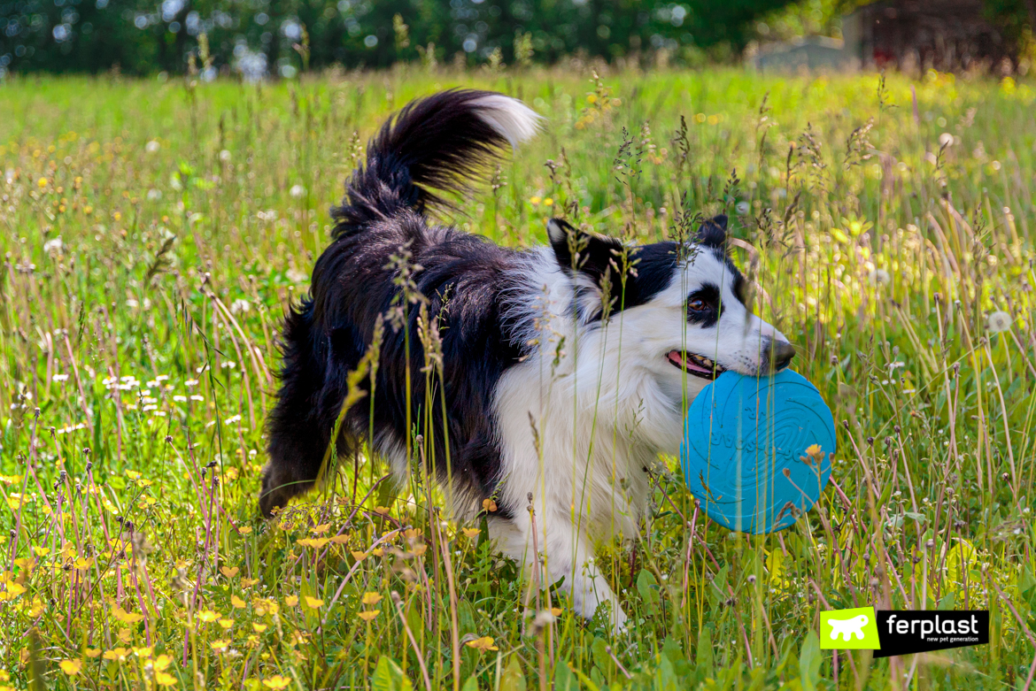 THE BEST OUTDOOR GAMES FOR DOGS
