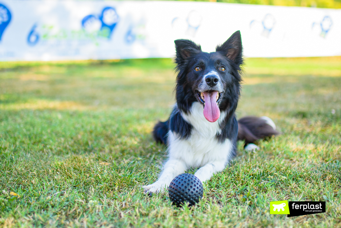 Gioco per Cani - Ball L