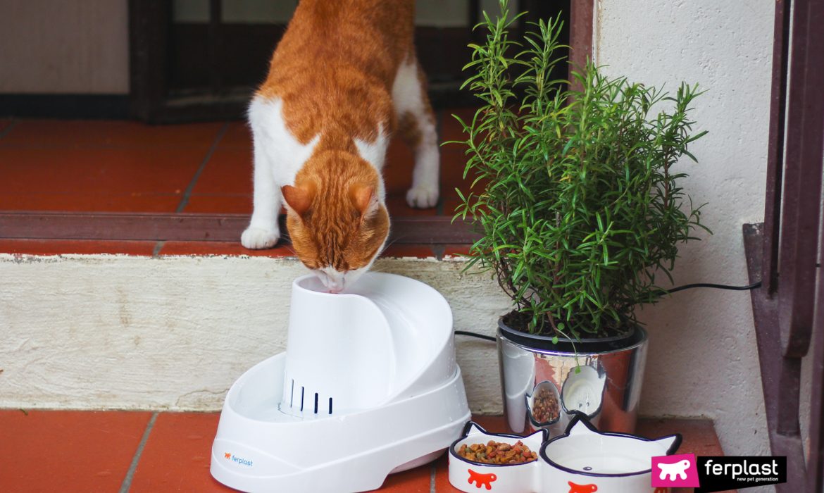 WHY IT IS IMPORTANT FOR CATS TO DRINK IN SUMMER