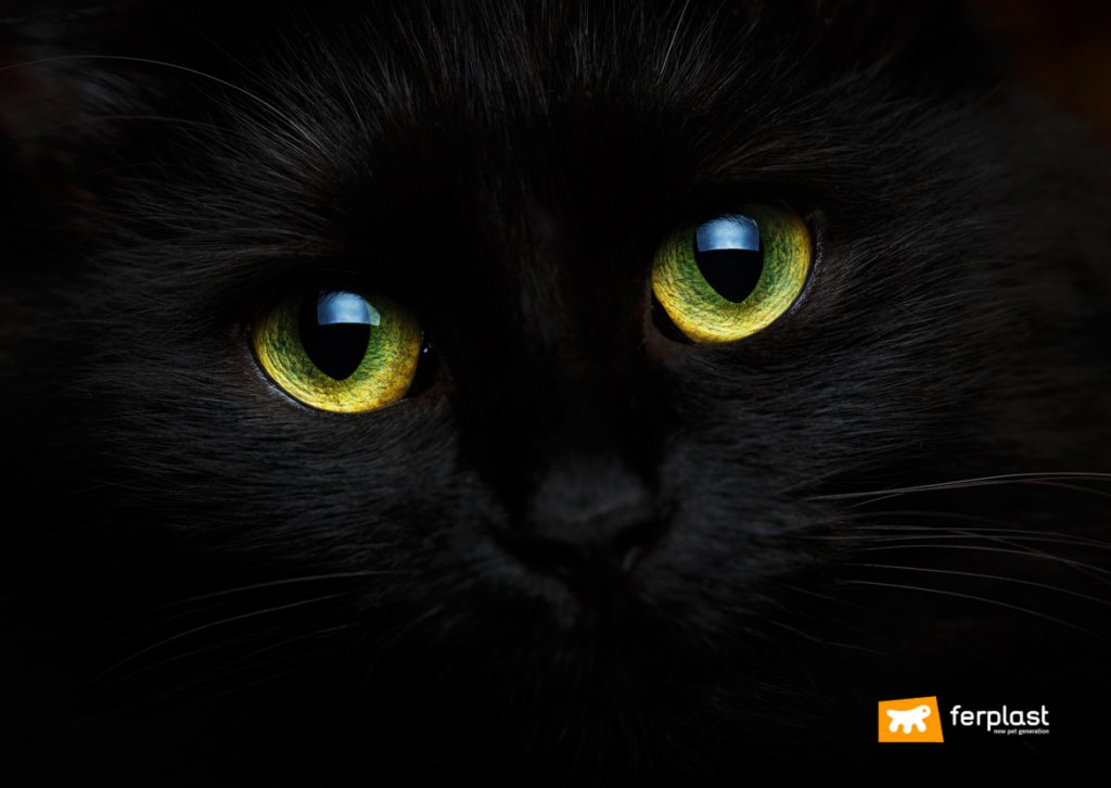 WHY DO SOME ANIMALS' EYES LIGHT UP AT NIGHT?