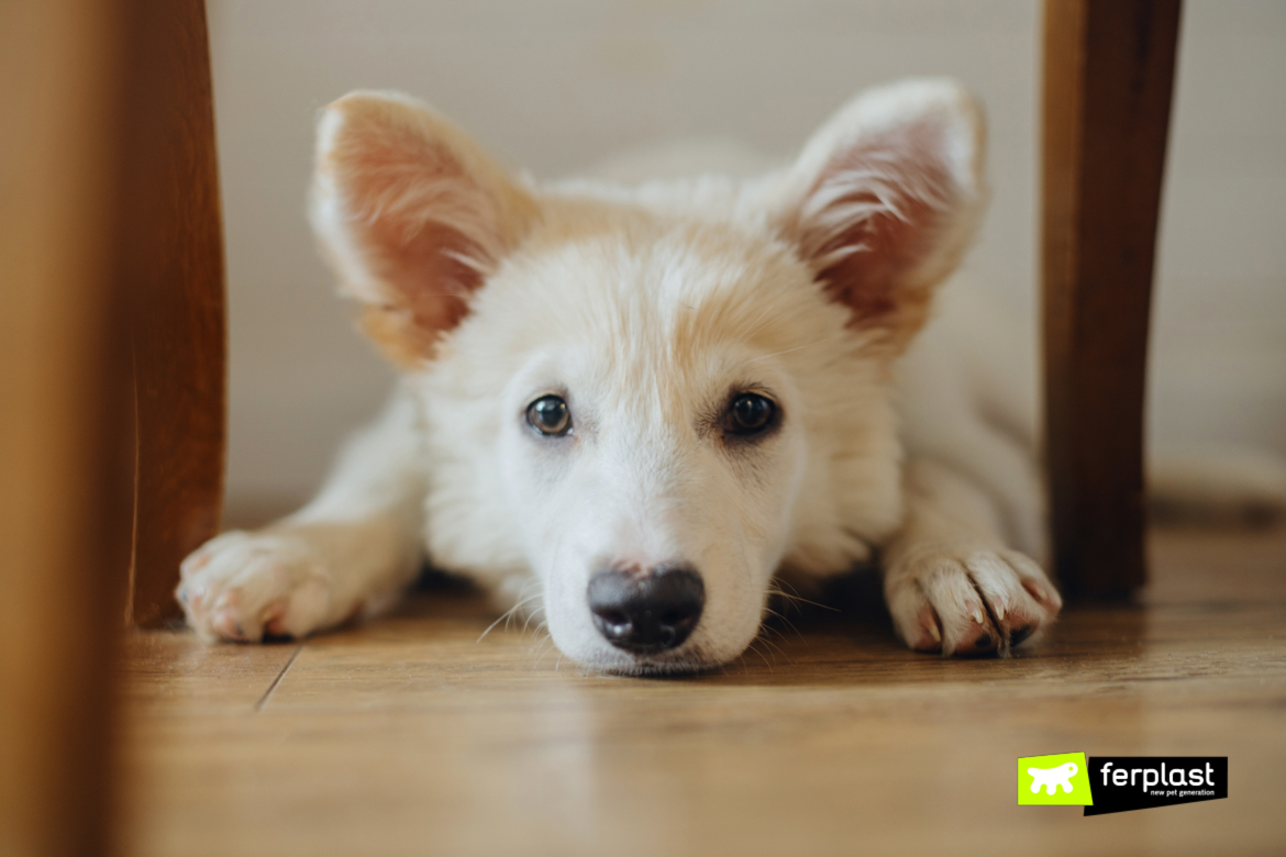 QUALI SONO LE FOBIE PIÙ COMUNI TRA I CANI