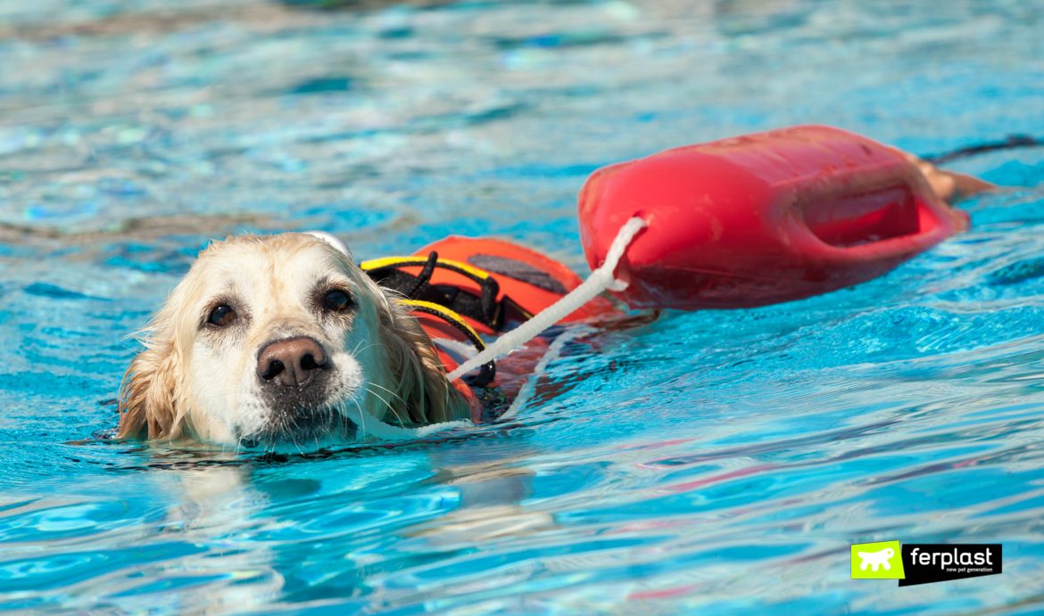 Lifeguard dog