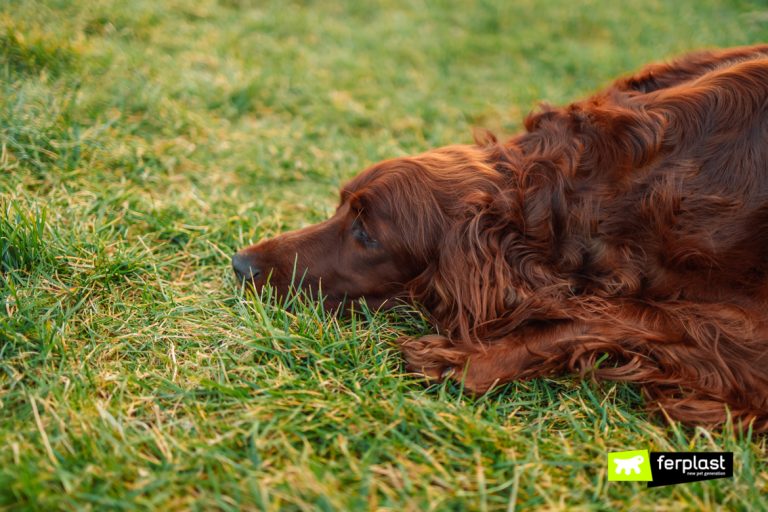 COCCIDIA IN ANIMALS WHAT THEY ARE AND HOW TO ELIMINATE THEM