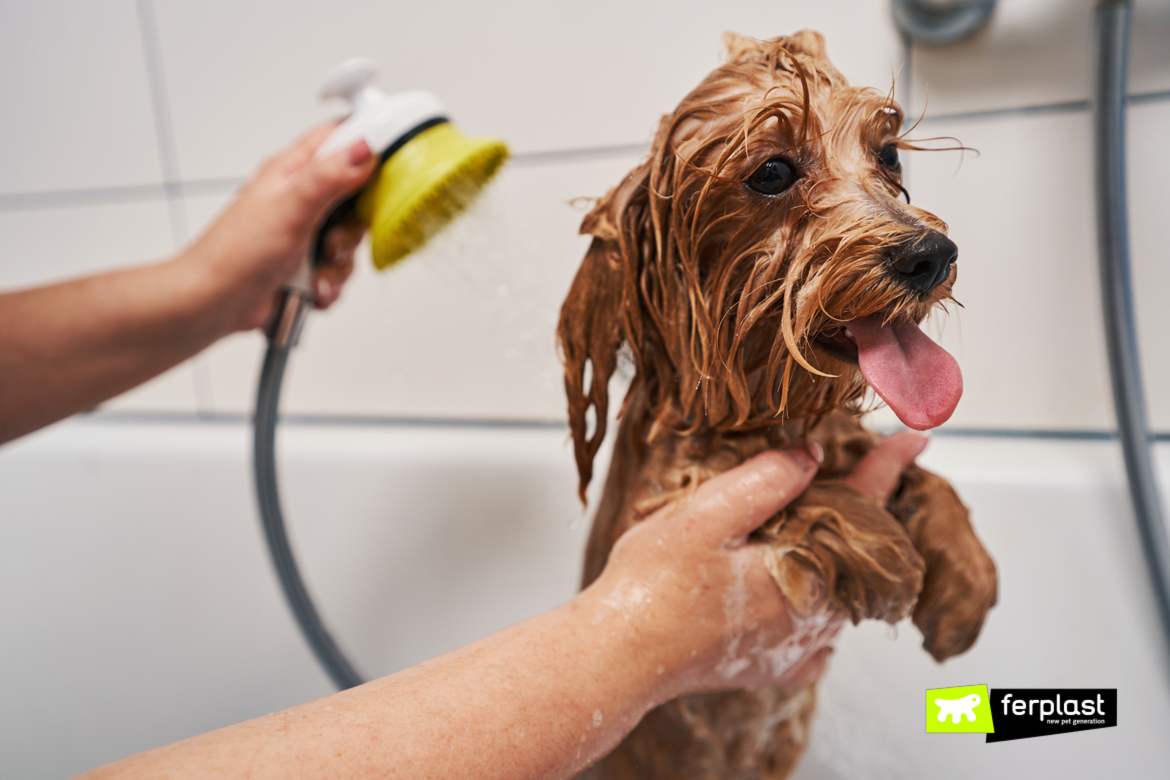 COME CURARE IL PELO DEL CANE DOPO IL BAGNO AL MARE