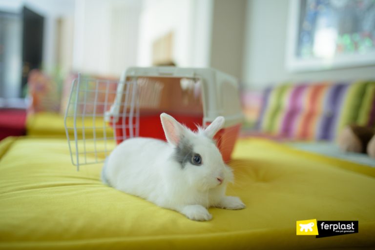 Choose the best rabbit breed for you