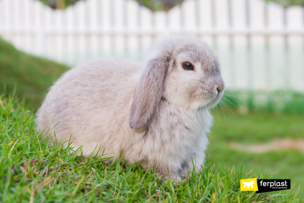 Choose the best rabbit breed for you