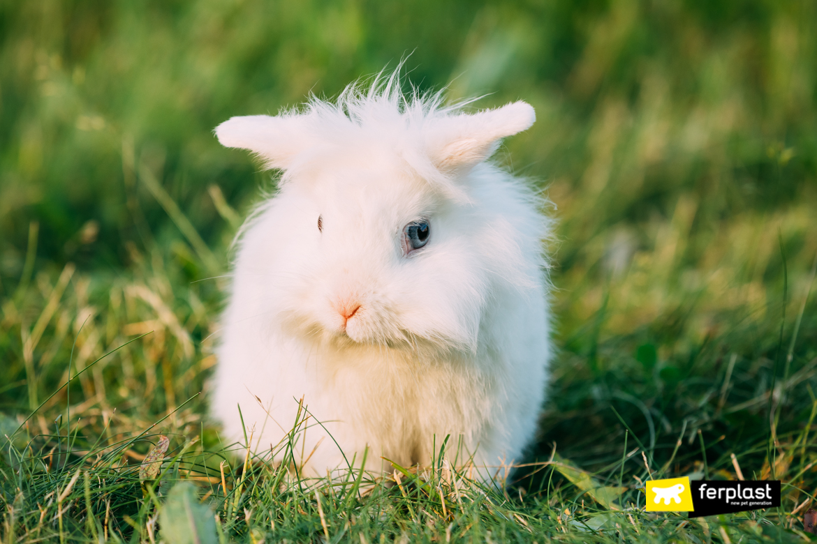 fluffy white bunny