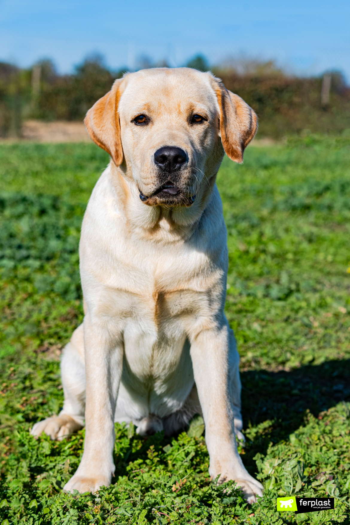 are police dogs service animals